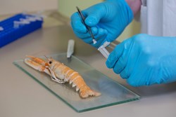 Sampling of Norwegian lobster for DNA analysis